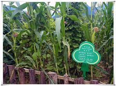 ̫���ǹ���(�й�)�������޹�˾