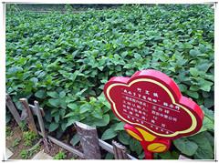 ̫���ǹ���(�й�)�������޹�˾