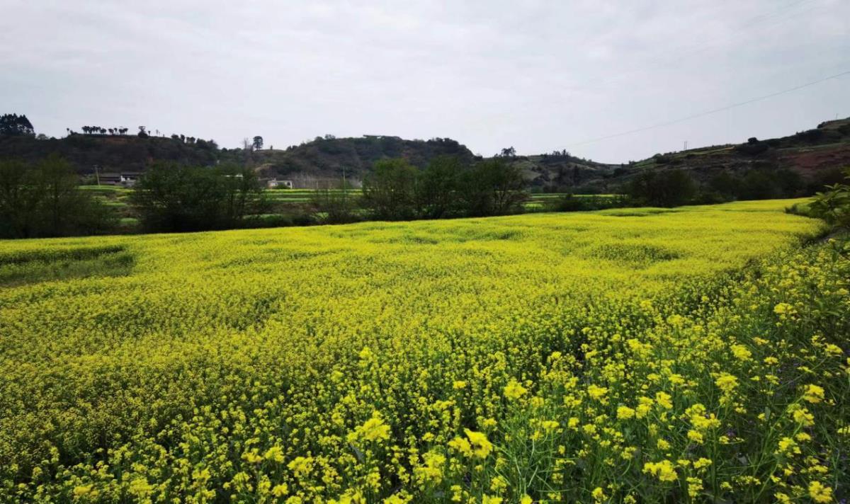 ̫���ǹ���(�й�)�������޹�˾