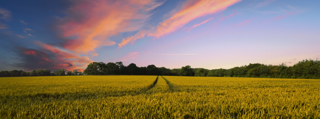 ̫���ǹ���(�й�)�������޹�˾