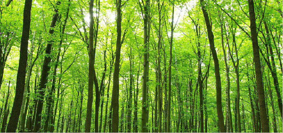 ̫���ǹ���(�й�)�������޹�˾